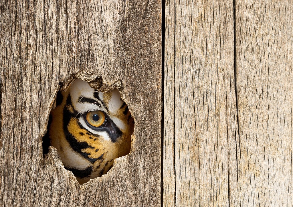 tiiger2.jpg